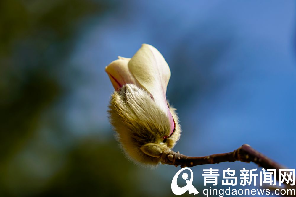 霓裳片片俏枝头 青岛中山公园玉兰花开了