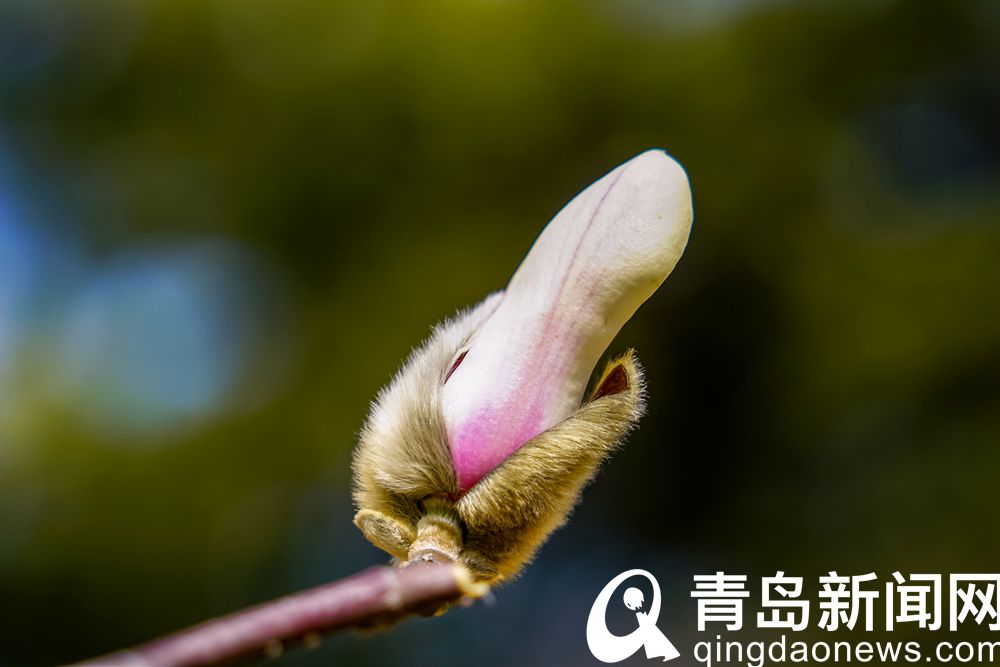 霓裳片片俏枝头 青岛中山公园玉兰花开了
