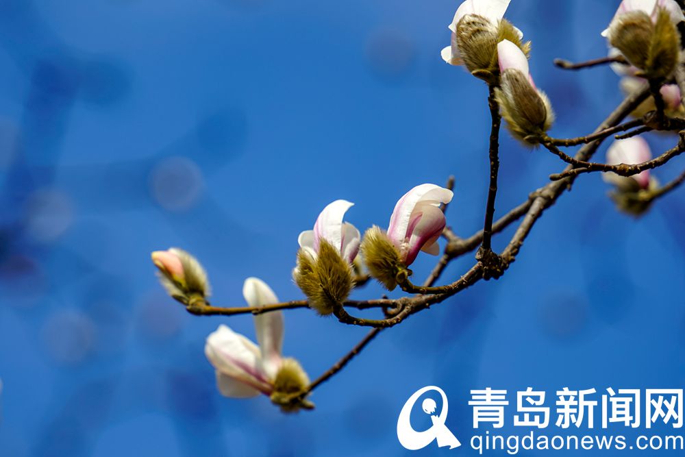 霓裳片片俏枝头 青岛中山公园玉兰花开了