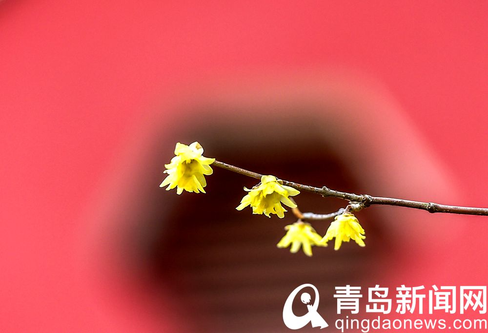 青岛美术馆春日的独特景观 红墙蜡梅相映生辉