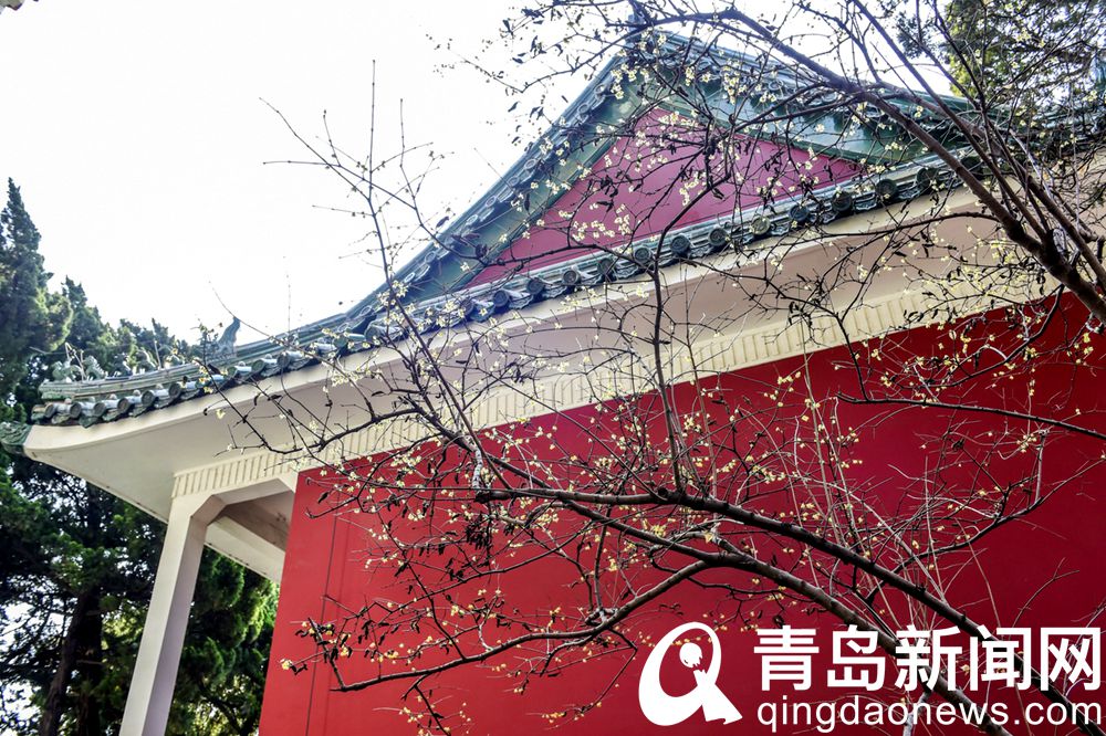 青岛美术馆春日的独特景观 红墙蜡梅相映生辉