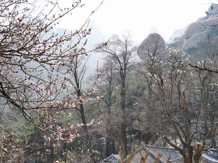 醉美崂山 市民踏青忙