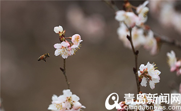 此处有景不负春 正是山花烂漫时