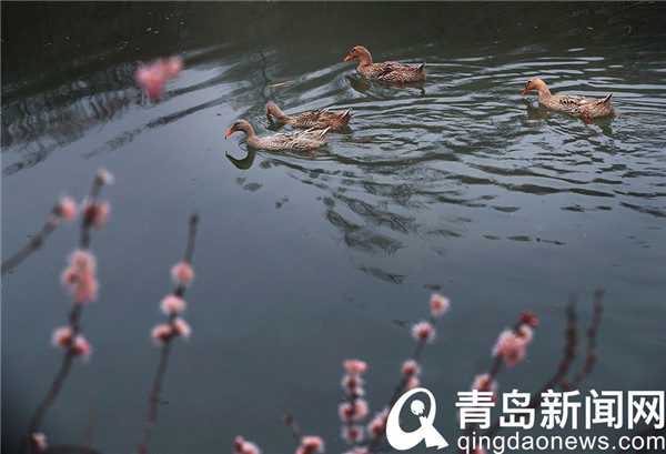 此处有景不负春 正是山花烂漫时
