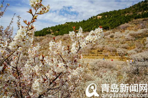 青岛大片：崂山北宅又到樱桃花盛开时节