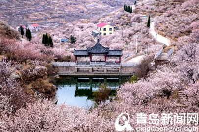 青岛大片：崂山北宅又到樱桃花盛开时节