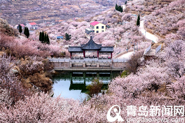 青岛大片：崂山北宅又到樱桃花盛开时节