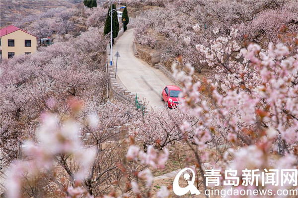 青岛大片：崂山北宅又到樱桃花盛开时节
