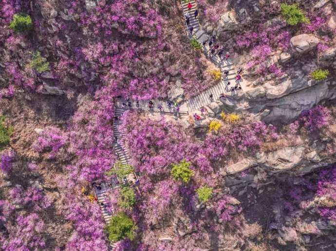 花开大珠山！青岛西海岸杜鹃花会开幕，将持续到5月5日