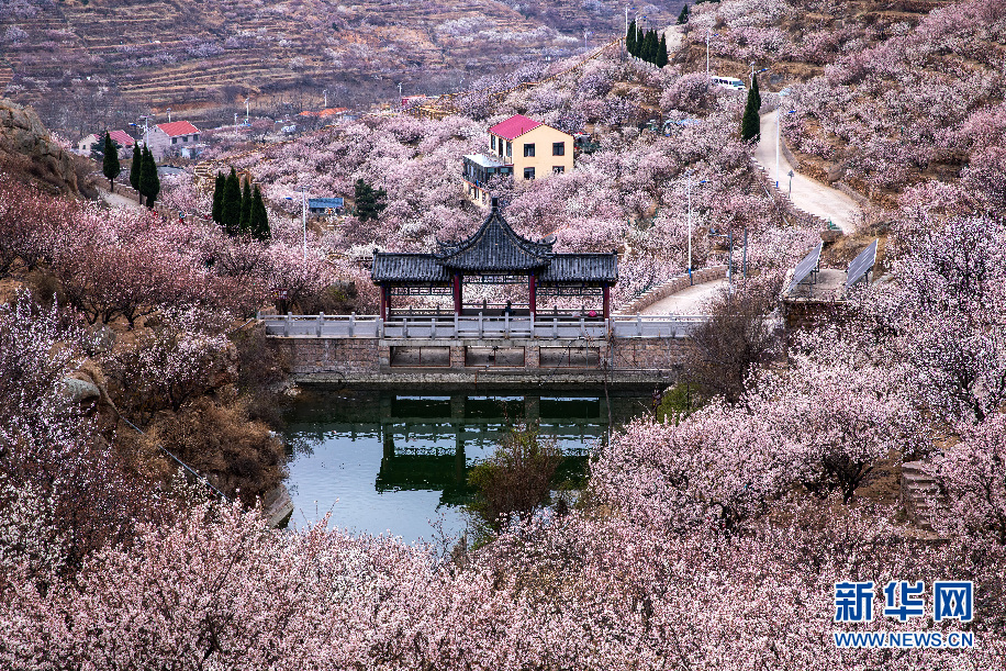 青岛大崂樱桃谷花开似海 地铁11号线穿行其中