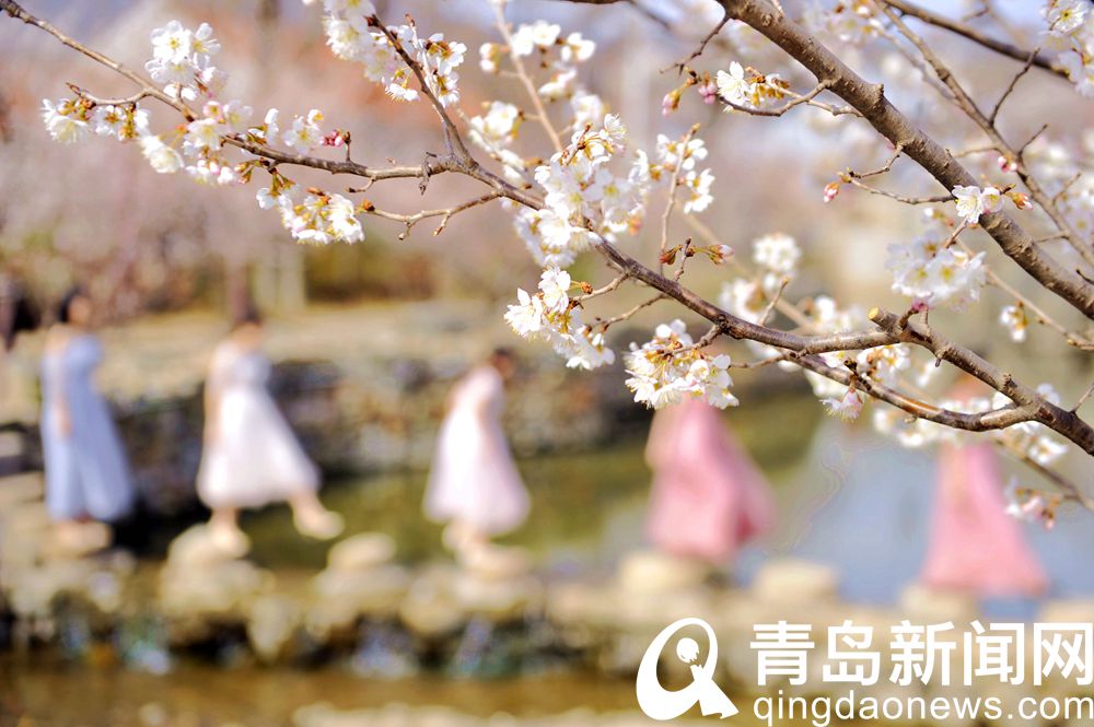 青岛大片：春光最是乡村好 美丽乡村游人踏春赏花打卡忙