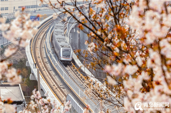 人在画中游！实拍穿越花海的青岛地铁11号线