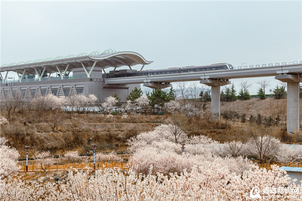 人在画中游！实拍穿越花海的青岛地铁11号线