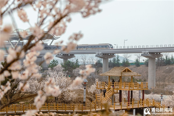 人在画中游！实拍穿越花海的青岛地铁11号线