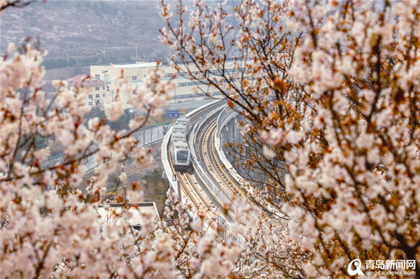 人在画中游！实拍穿越花海的青岛地铁11号线