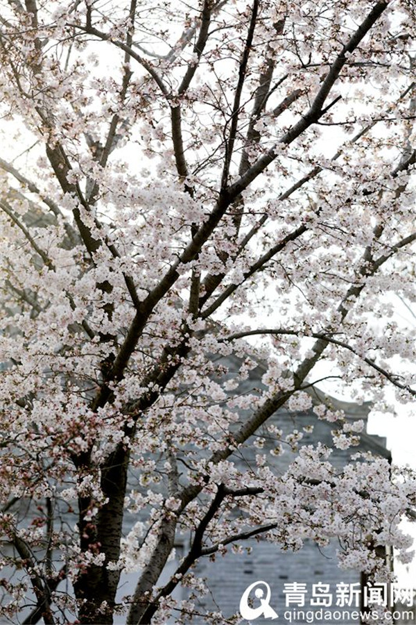 即墨古城樱花盛开 浓浓春天气韵更让人有穿越感