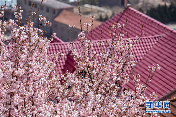 青岛崂山：面向大海 春暖花开