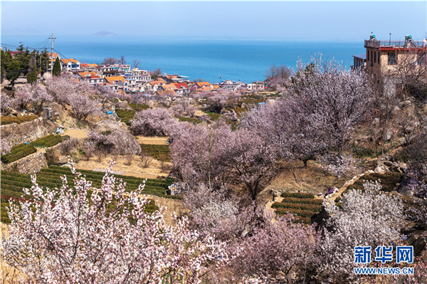 青岛崂山：面向大海 春暖花开