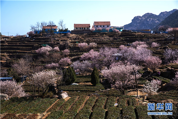 青岛崂山：面向大海 春暖花开