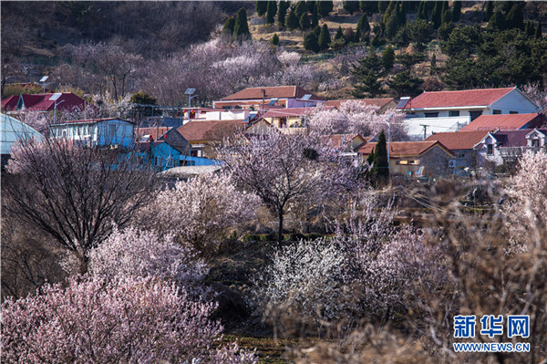 青岛崂山：面向大海 春暖花开