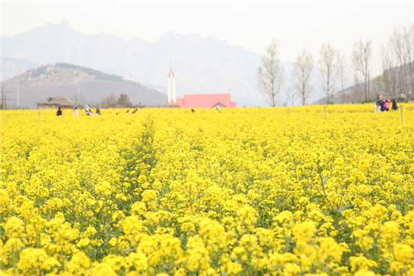 赏油菜花开、游光影世界，来青岛西海岸开启“电影之旅”