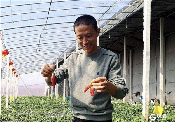 青岛本地蓝莓上市！“太空”种植、五彩蔬果…采摘园里还有这些黑科技