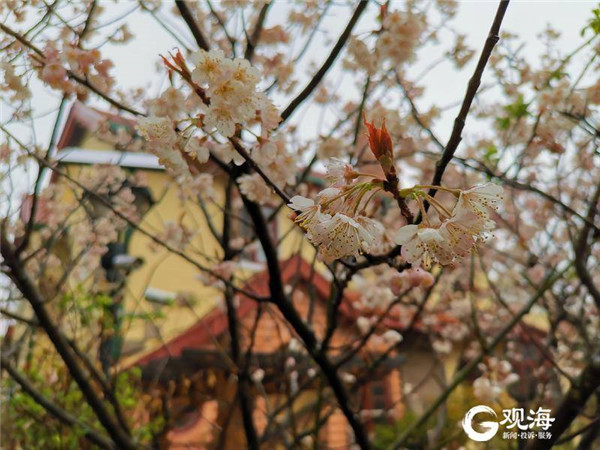 春雨细润八大关，老楼俨然水彩画