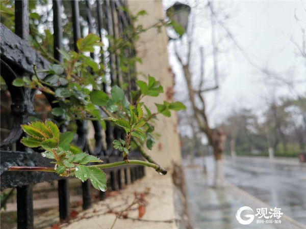 春雨细润八大关，老楼俨然水彩画