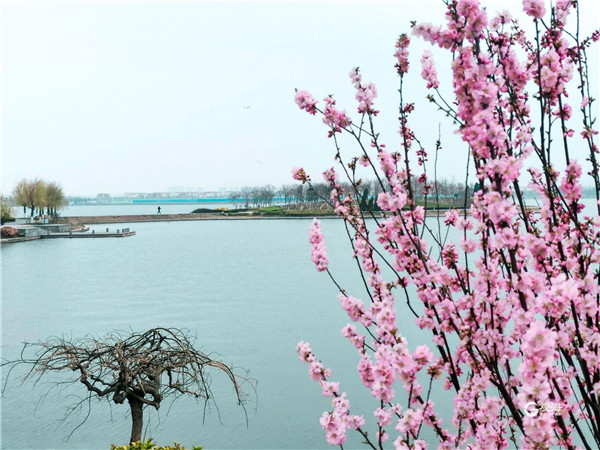 花容锦簇古刹逢春！快来青岛这个地方赏春