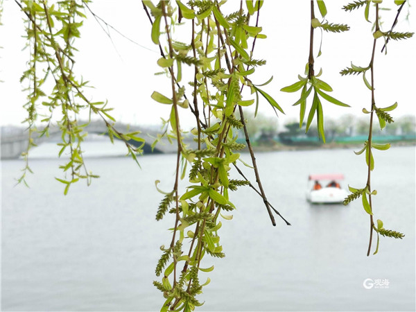 花容锦簇古刹逢春！快来青岛这个地方赏春