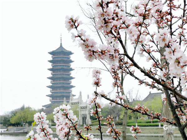 花容锦簇古刹逢春！快来青岛这个地方赏春