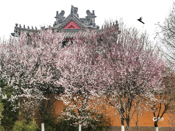 花容锦簇古刹逢春！快来青岛这个地方赏春