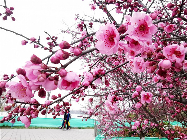 花容锦簇古刹逢春！快来青岛这个地方赏春