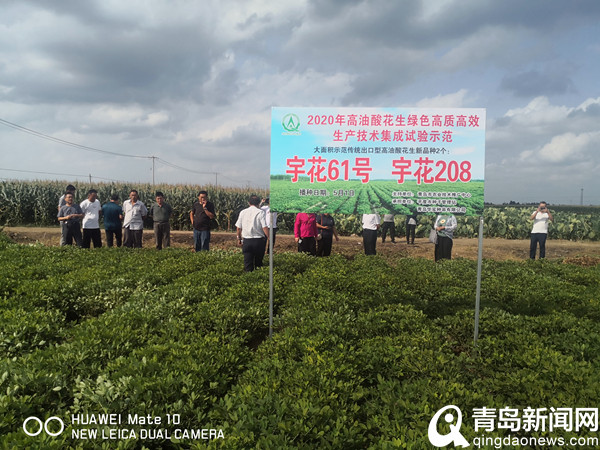 育出6个国家级花生良种! 平度南村这家种苗企业不简单