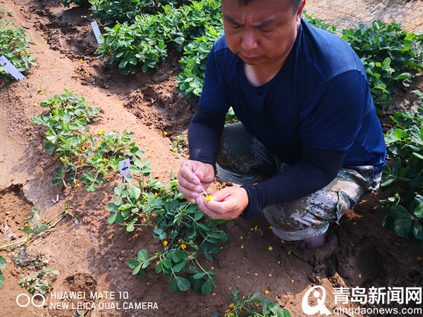 育出6个国家级花生良种! 平度南村这家种苗企业不简单