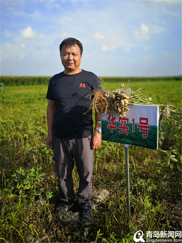 育出6个国家级花生良种! 平度南村这家种苗企业不简单