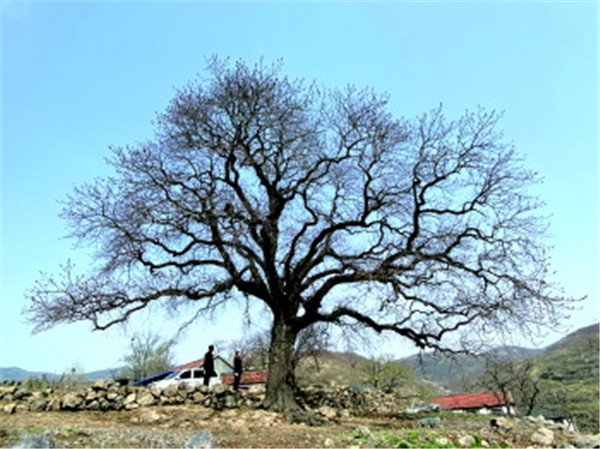 打卡日照《经山历海》取景地 百年石屋千年楷树