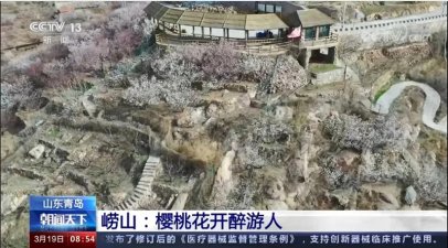 三上央视与学习强国，青岛北宅这片最美樱桃花海火了