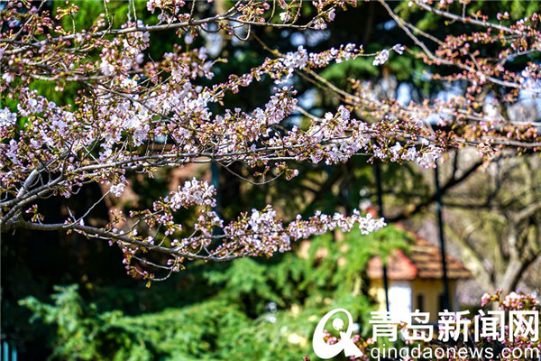 【花消息】樱花季到来动青城 朋友圈里晒樱花