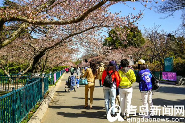 【花消息】樱花季到来动青城 朋友圈里晒樱花