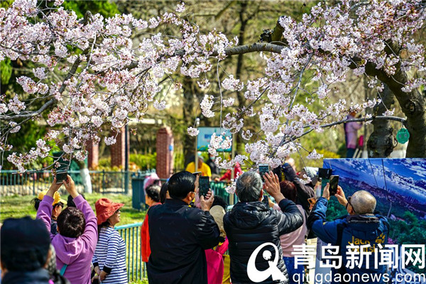 【花消息】樱花季到来动青城 朋友圈里晒樱花