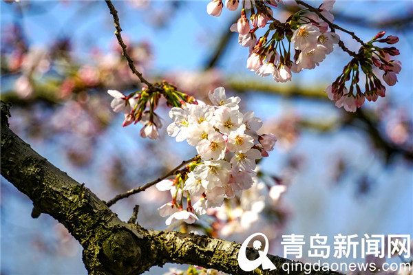 【花消息】樱花季到来动青城 朋友圈里晒樱花