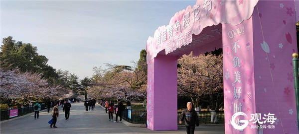 打造全国知名樱花节品牌，首届青岛樱花节明日开幕