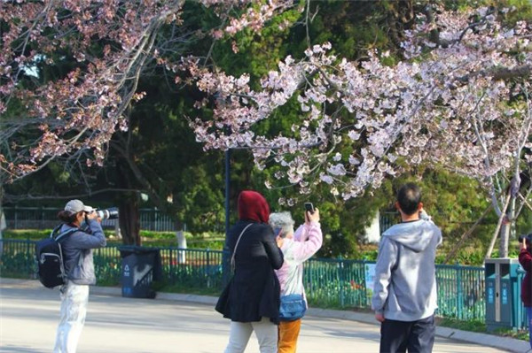 青岛首届樱花节在中山公园举办 市民可免费参观