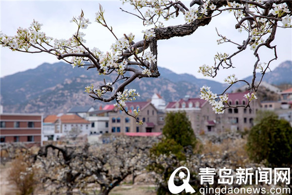 【花消息】幽幽清香千树雪 崂山大河东梨花开