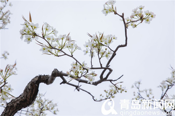 【花消息】幽幽清香千树雪 崂山大河东梨花开