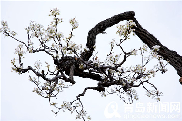 【花消息】幽幽清香千树雪 崂山大河东梨花开