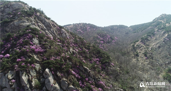 山花烂漫正当时 灵珠山踏青祈福赏花节邀你来打卡