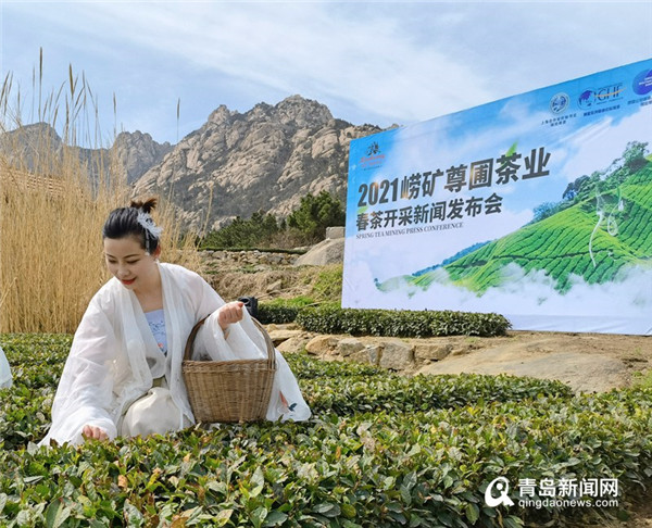 崂山春茶迎来采摘季！记者带您探访明前茶采摘炒制现场