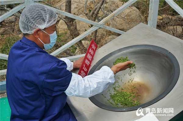 崂山春茶迎来采摘季！记者带您探访明前茶采摘炒制现场